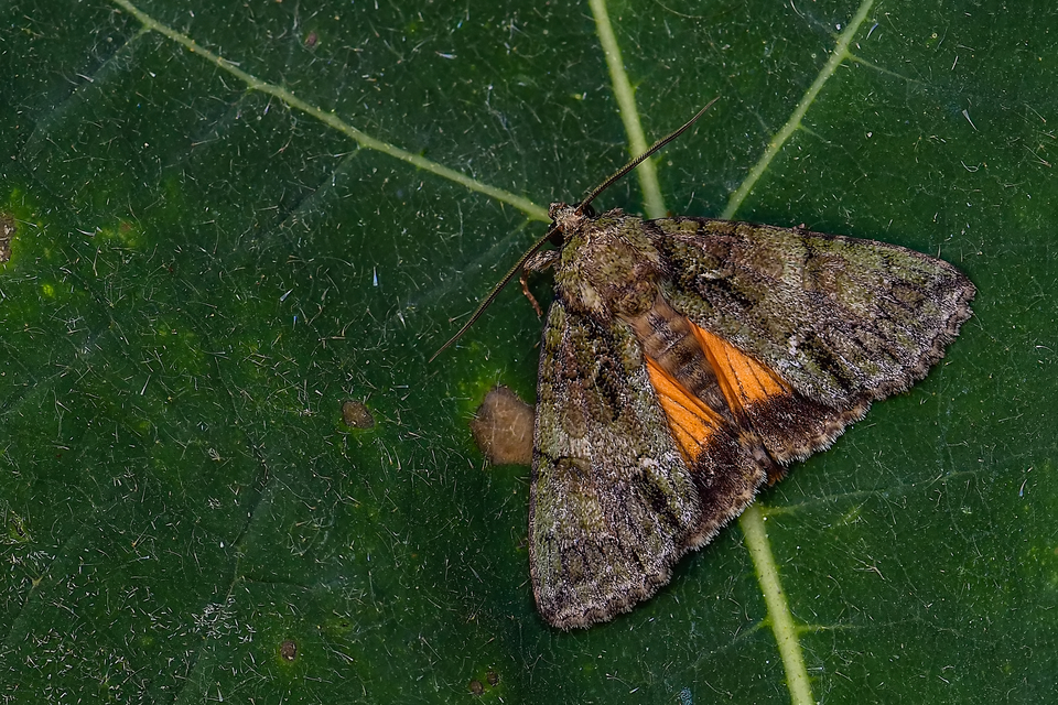 Polyphaenis sericata - selyemfényű erdeibagoly