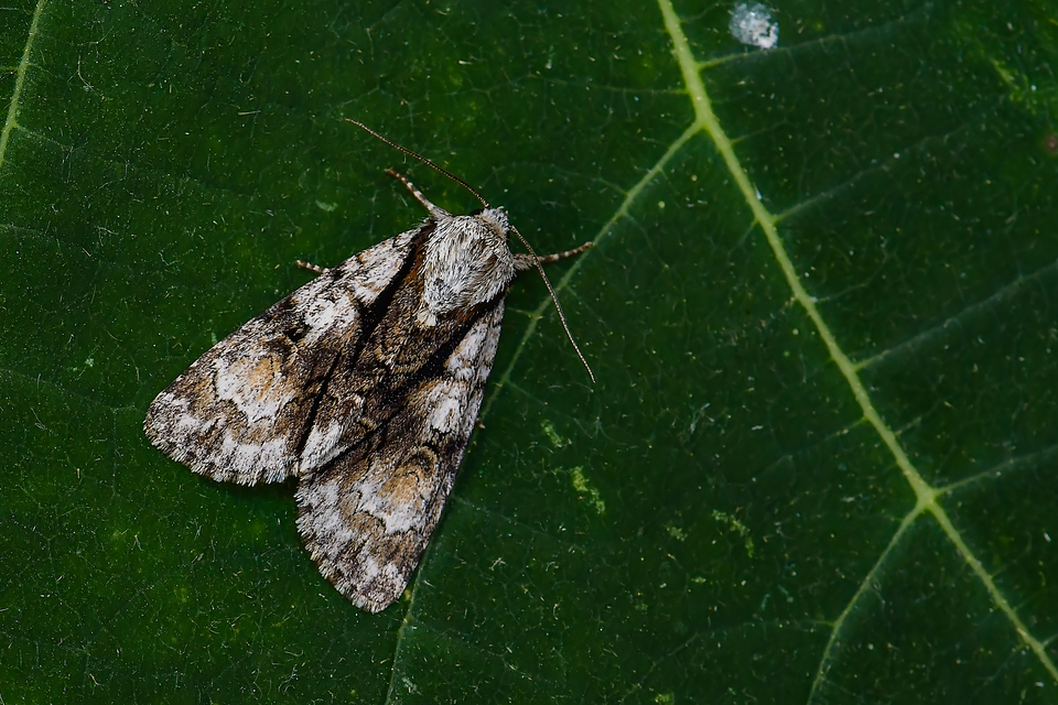 Acronicta alni - éger-szigonyosbagoly