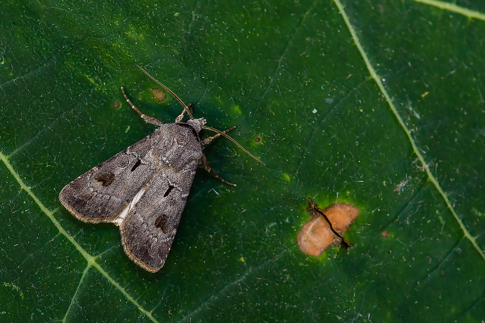 Agrotis exclamationis - felkiáltójeles földibagoly