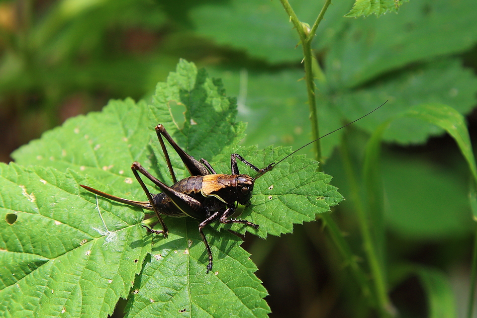 Pholidoptera aptera - nagy avarszöcske