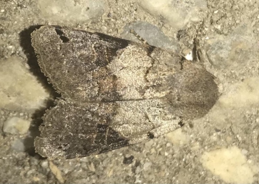Anchoscelis litura - tarka őszibagoly