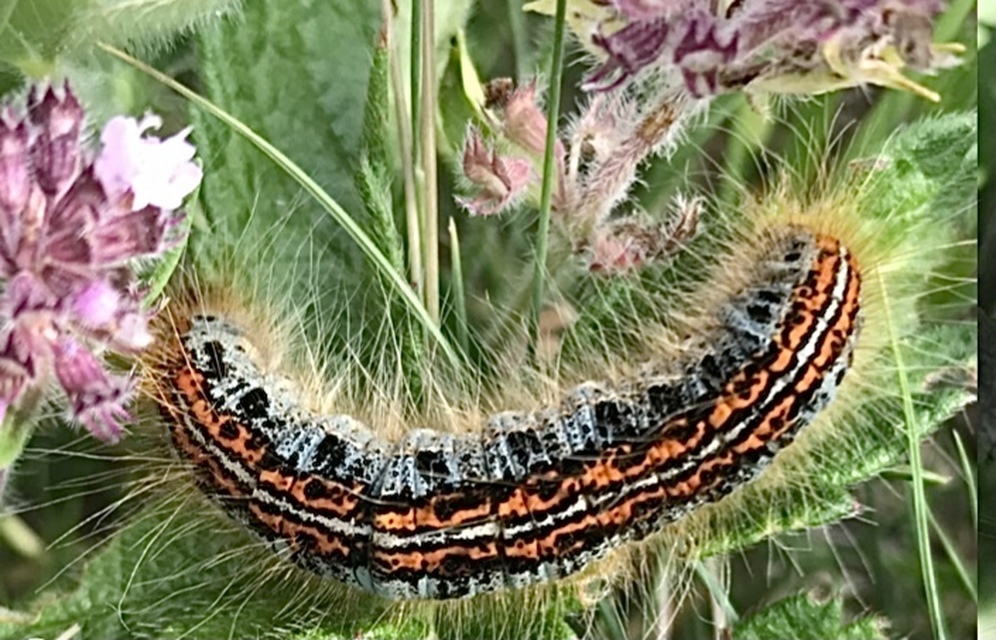 Malacosoma castrensis - kutyatejszövő
