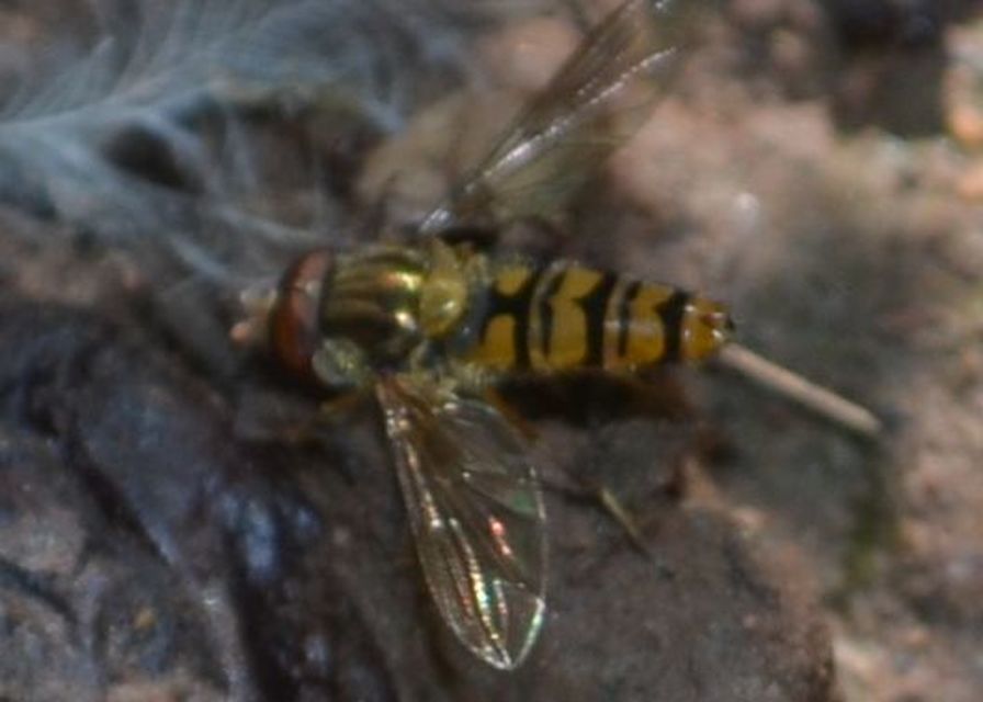 Episyrphus balteatus - ékfoltos zengőlégy