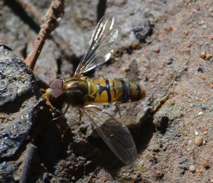 Episyrphus balteatus - ékfoltos zengőlégy