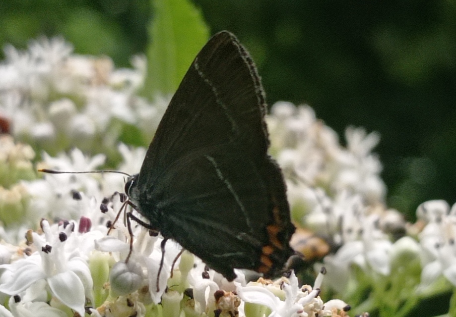 Satyrium w-album - szilfa-csücsköslepke