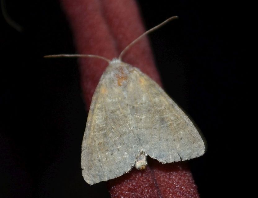 Parastichtis suspecta - sötét erdeibagoly