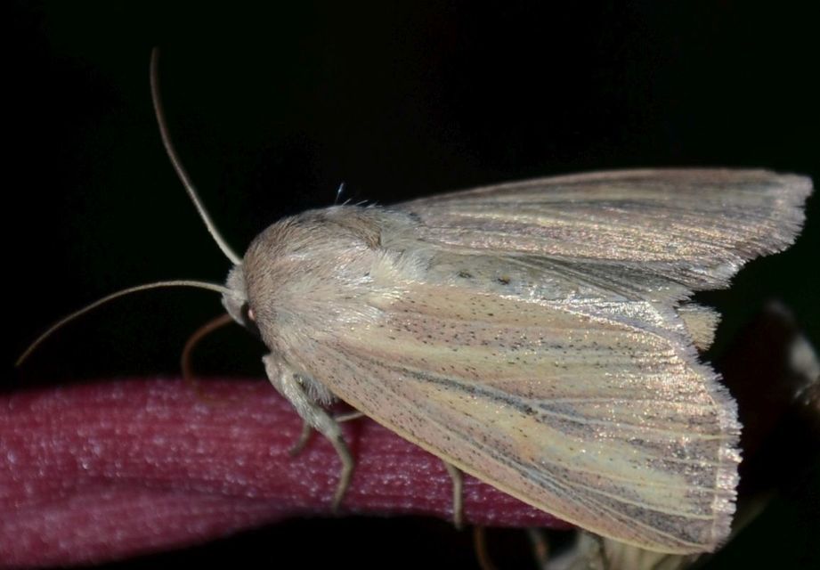 Mythimna pudorina - vörös rétibagoly