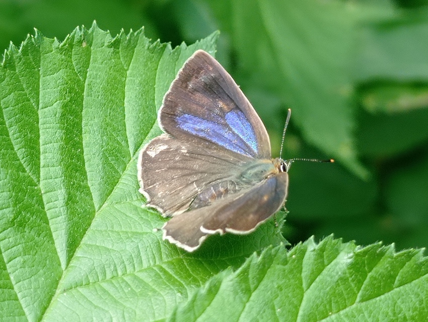 Neozephyrus quercus - tölgyfalepke