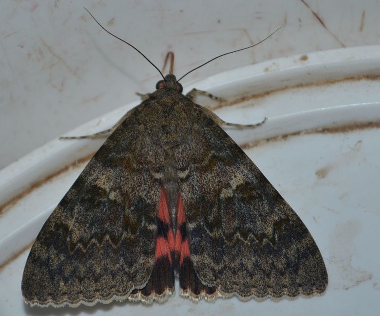 Catocala elocata - közönséges övesbagoly