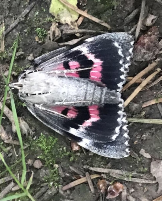 Catocala sponsa - tölgyfa-övesbagoly