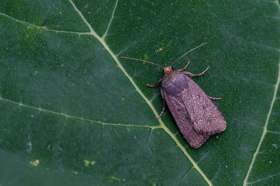 Amphipyra tragopoginis - bakszakállbagoly