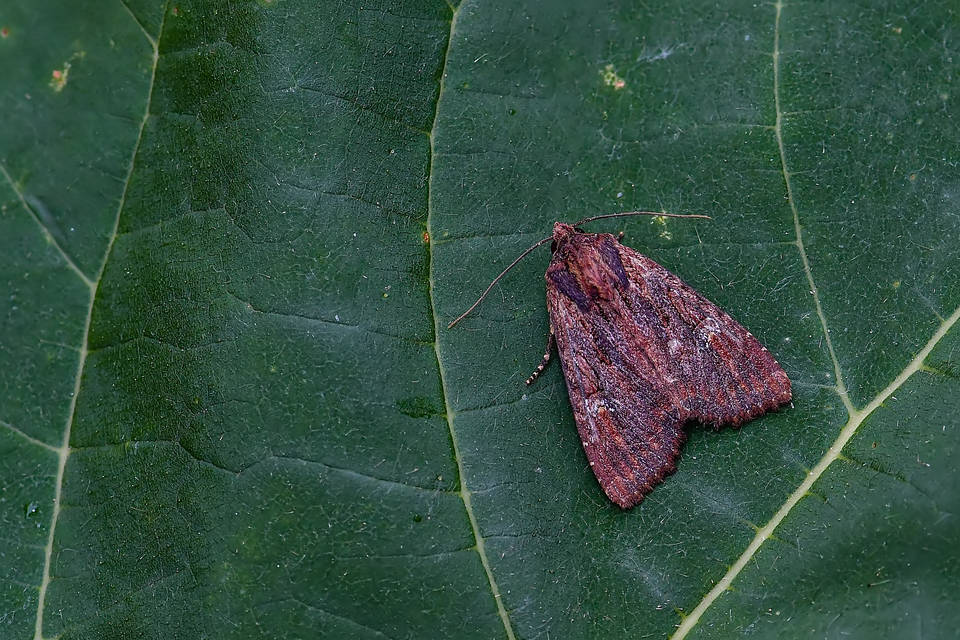 Apamea aquila - lápi dudvabagoly