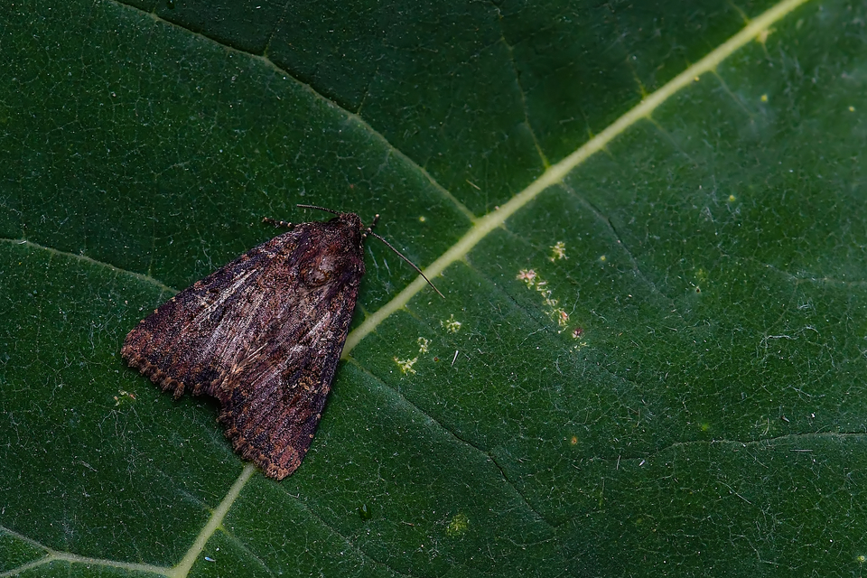 Mesapamea secalella/secalis