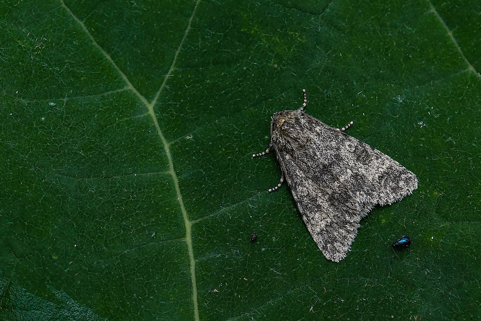 Acronicta megacephala - nagyfejű szigonyosbagoly