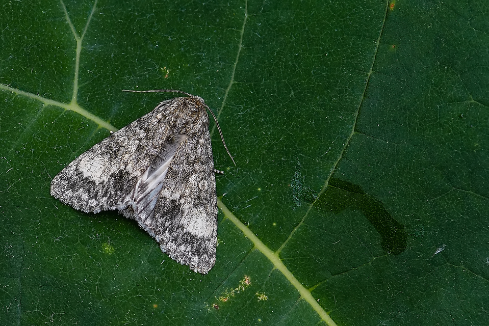 Acronicta megacephala - nagyfejű szigonyosbagoly