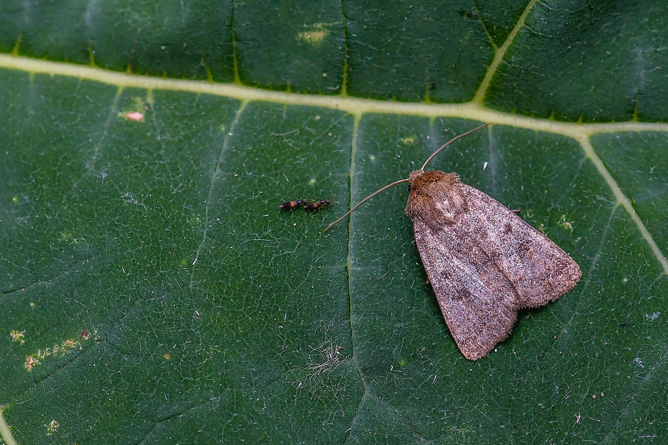 Hoplodrina octogenaria - barna selymesbagoly