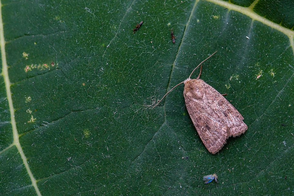 Hoplodrina octogenaria - barna selymesbagoly