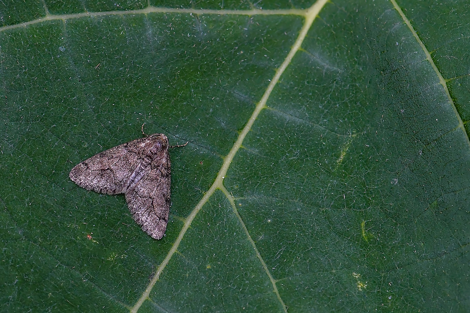 Tephronia sepiaria/Eumannia lepraria