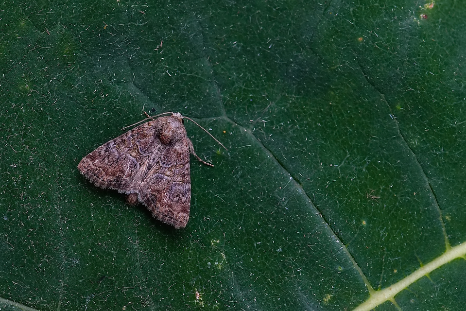 Oligia strigilis/latruncula/versicolor
