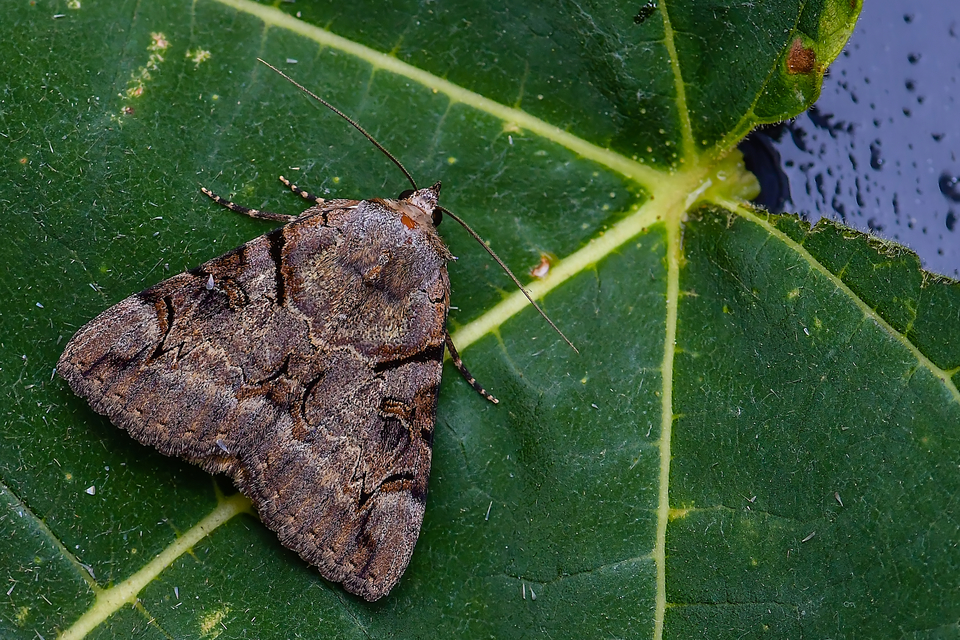 Catocala hymenaea - kökény-övesbagoly