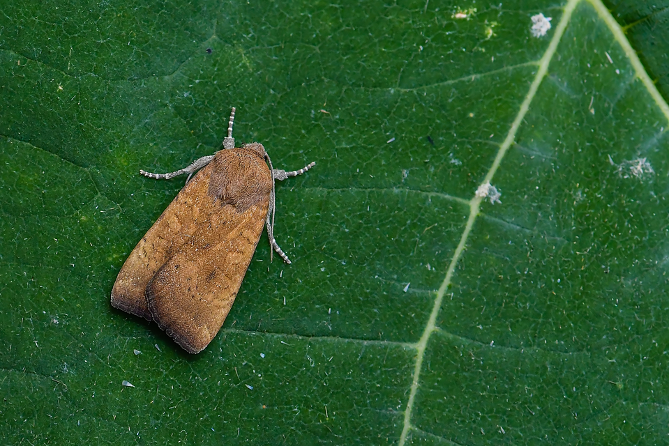 Noctua interjecta - zömök sárgafűbagoly