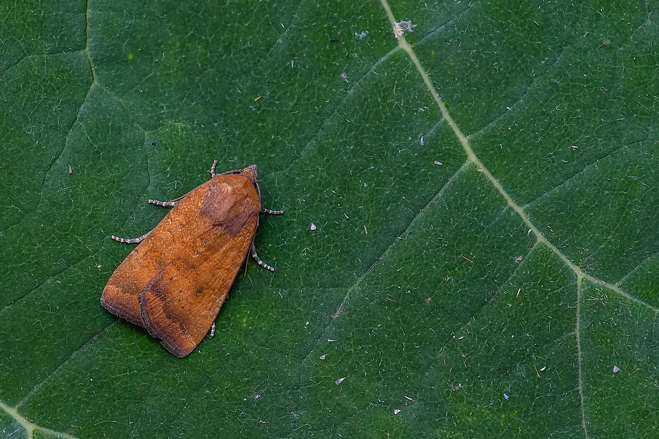 Noctua interjecta - zömök sárgafűbagoly