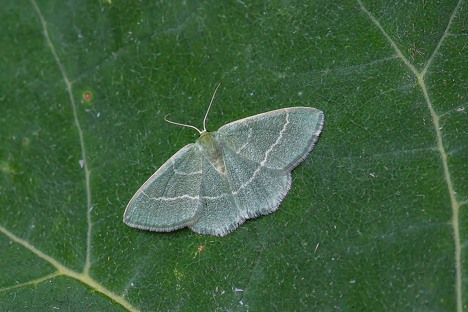 Chlorissa viridata - üdezöld araszoló