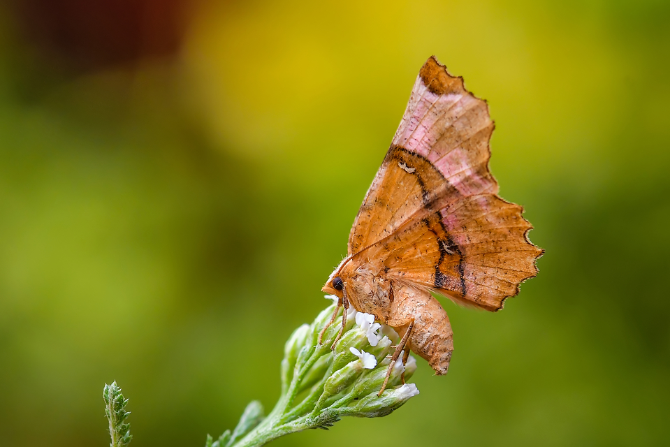 Selenia lunularia - egyfoltos holdasaraszoló