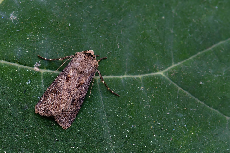 Agrotis exclamationis - felkiáltójeles földibagoly