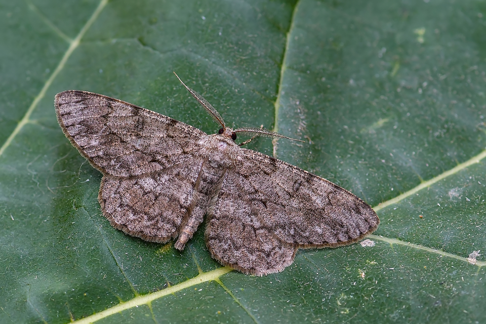 Hypomecis punctinalis - pettyes faaraszoló