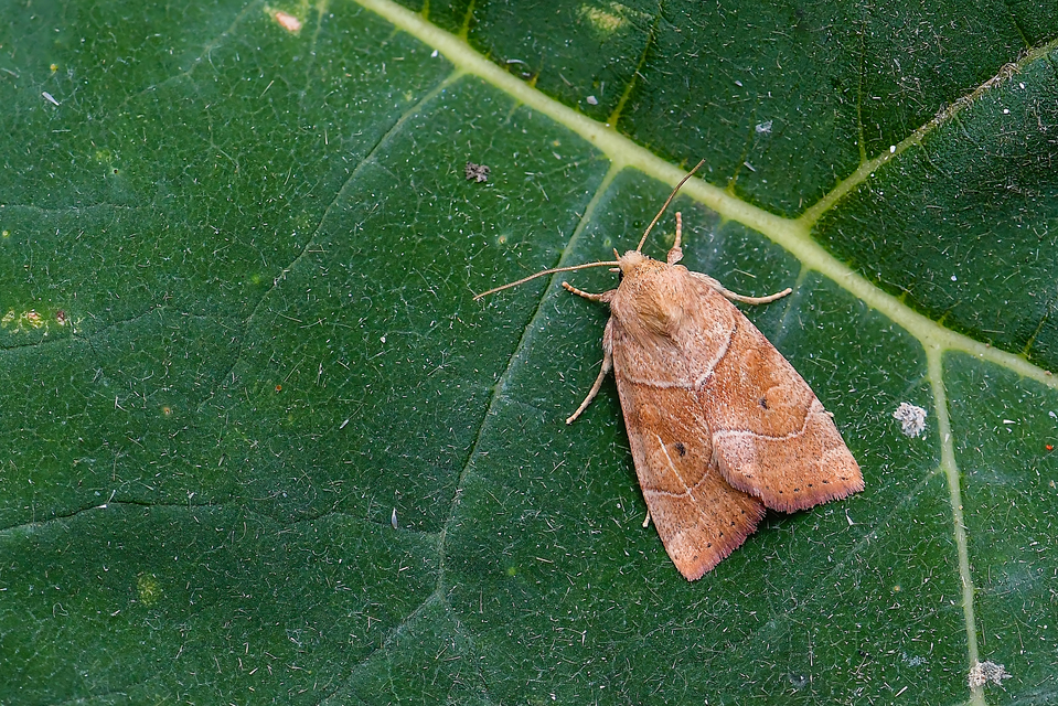 Cosmia trapezina - közönséges lombbagoly