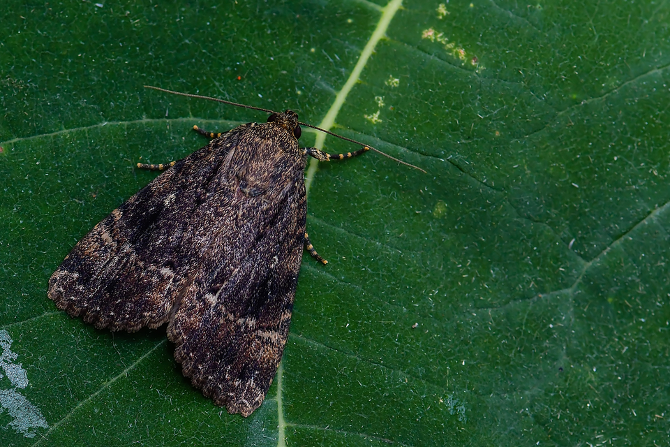 Amphipyra berbera/pyramidea