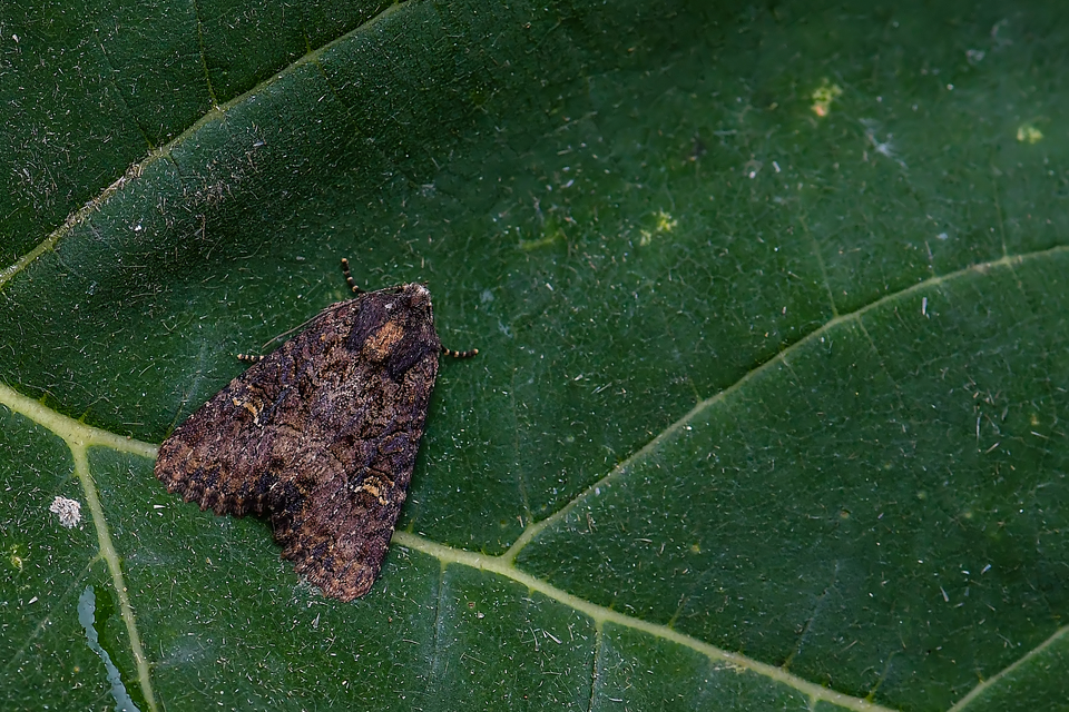 Mesapamea secalella/secalis