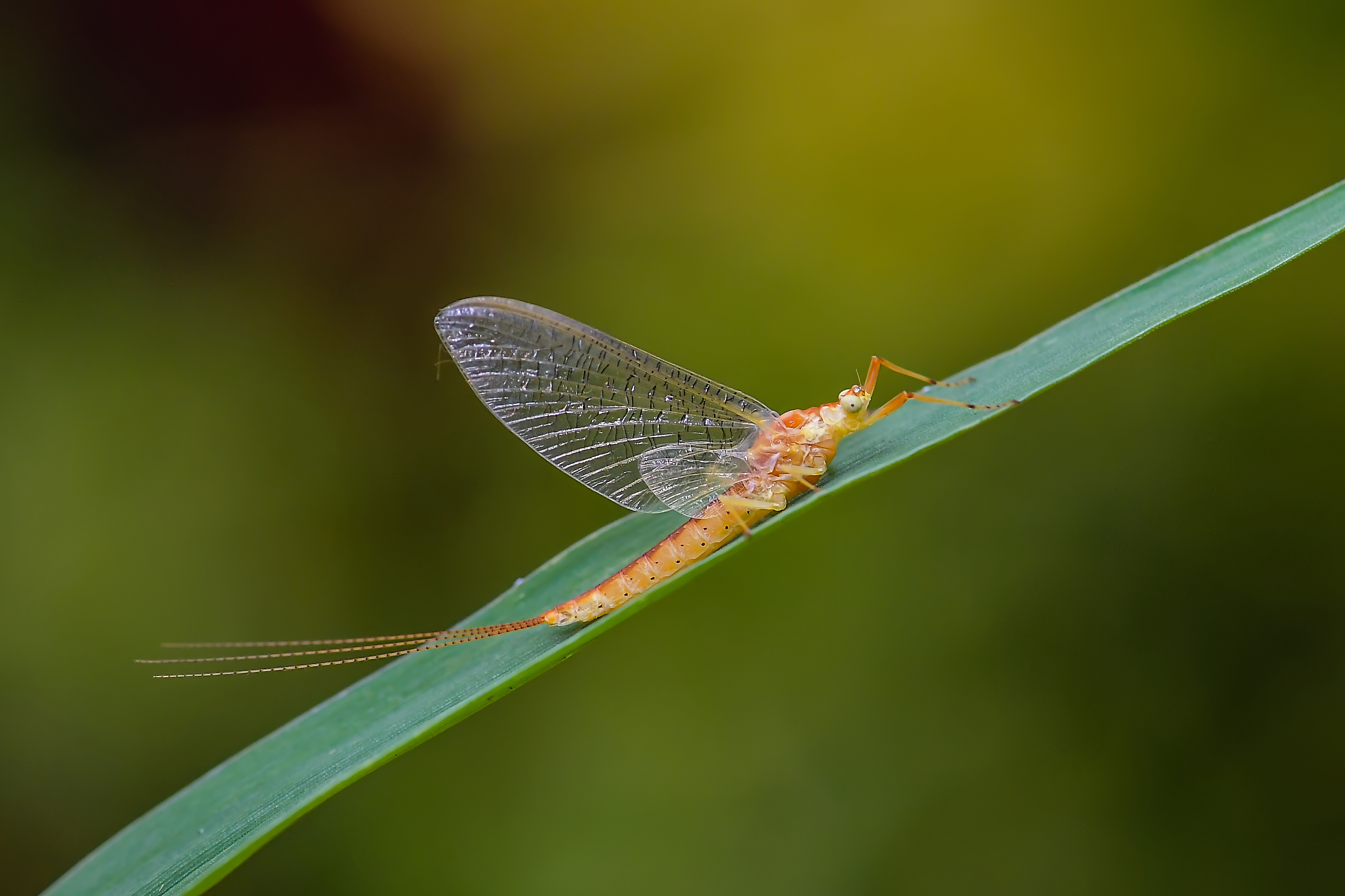 Potamanthus luteus - folyamvirág