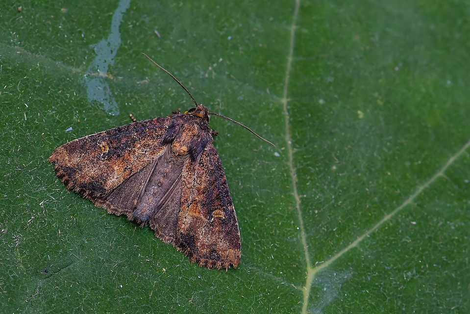 Mesapamea secalella/secalis