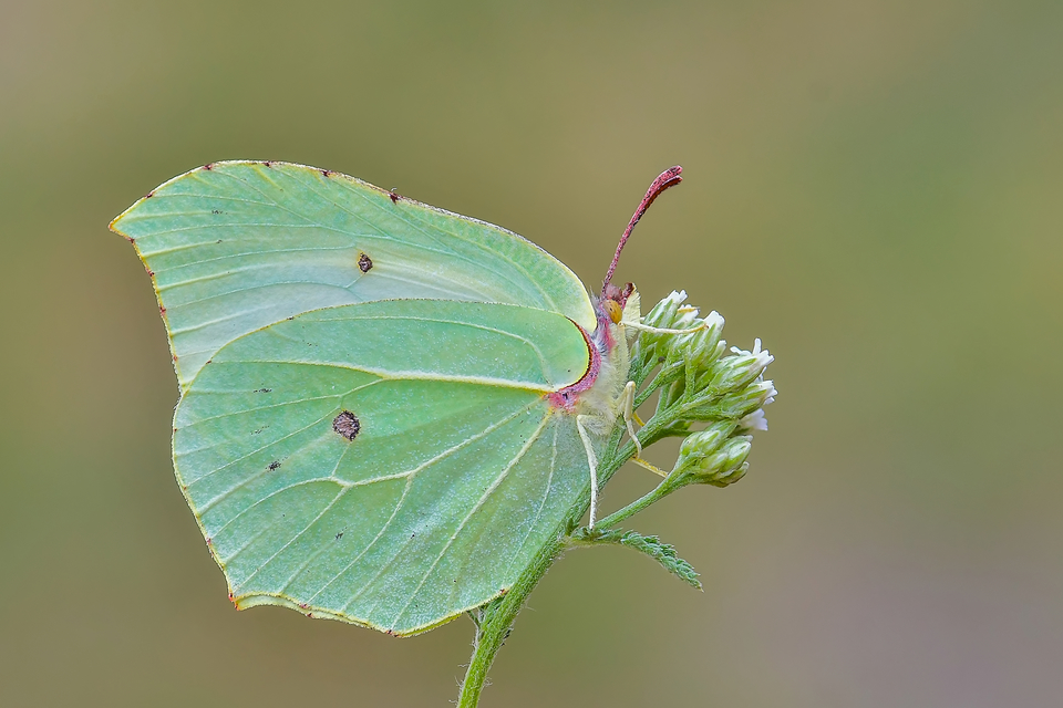 Gonepteryx rhamni - citromlepke