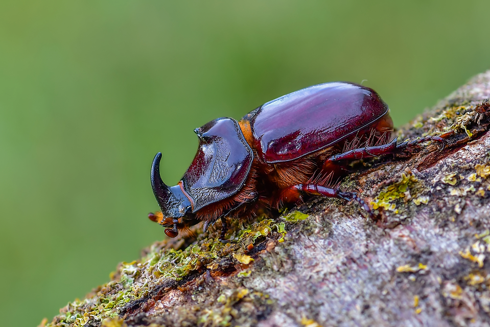 Oryctes nasicornis - orrszarvú bogár