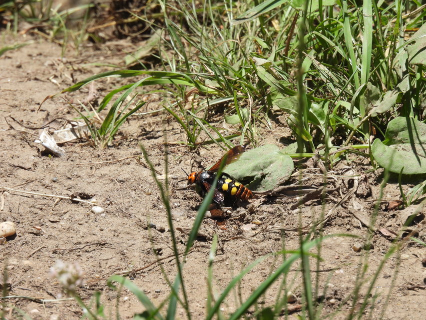 Megascolia maculata - óriás-tőrösdarázs