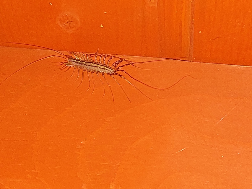 Scutigera coleoptrata - légyölő pókszázlábú