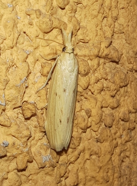 Ematheudes punctella - kúposfejű karcsúmoly