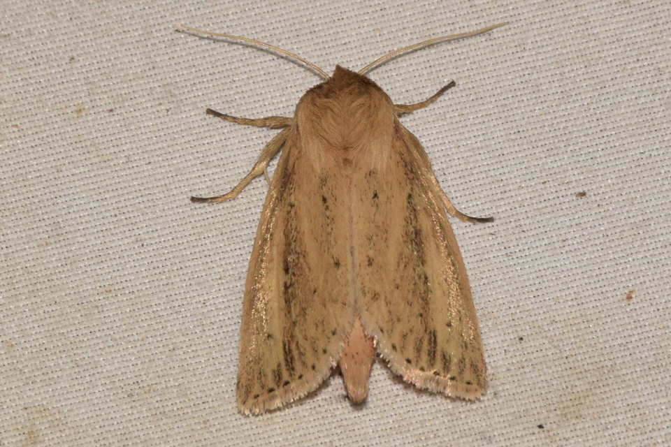 Globia sparganii - nagy nádibagoly