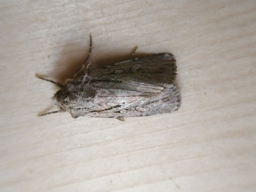 Dichagyris signifera - pompás földibagoly
