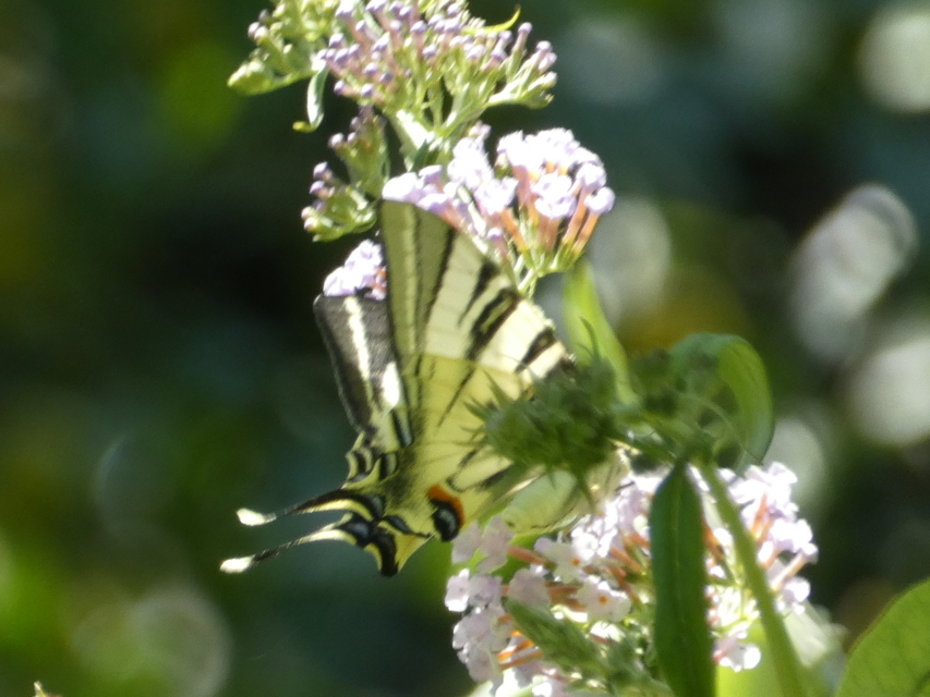 Iphiclides podalirius - kardoslepke