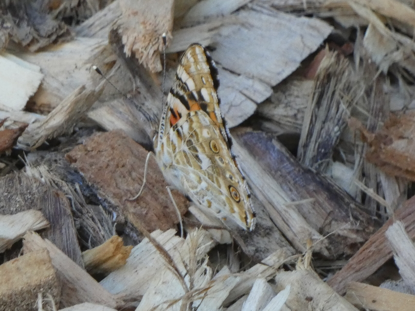 Vanessa cardui - bogáncslepke