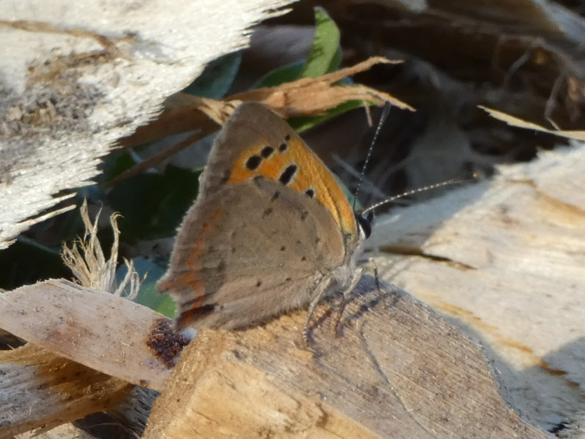 Lycaena phlaeas - közönséges tűzlepke