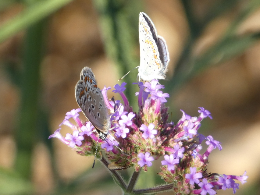 Polyommatus icarus - közönséges boglárka