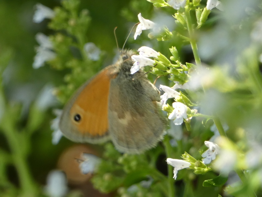 Coenonympha pamphilus - kis szénalepke
