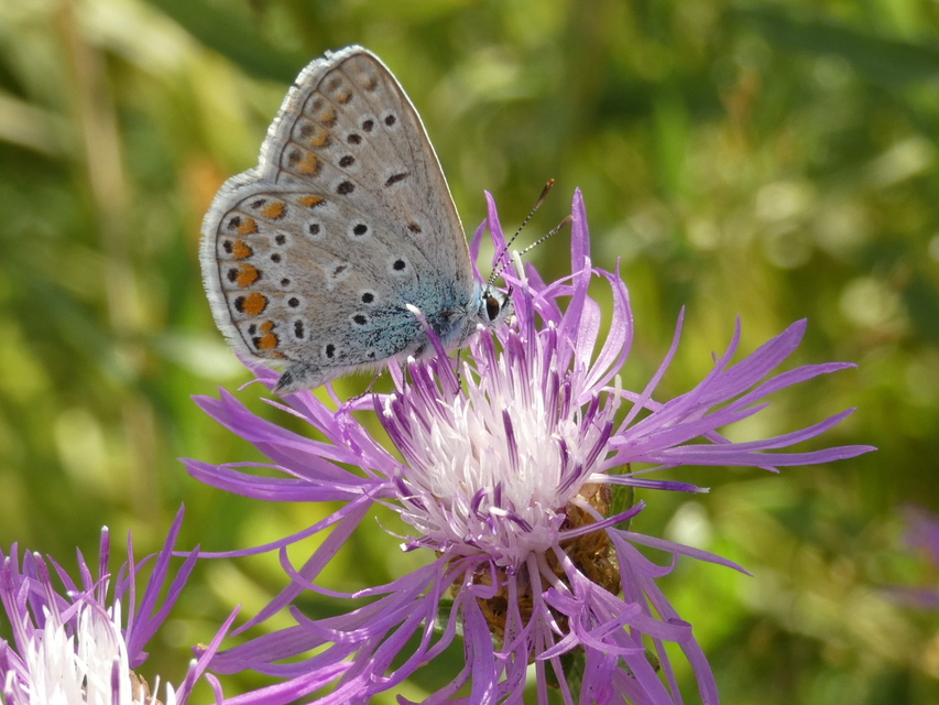 Polyommatus icarus - közönséges boglárka