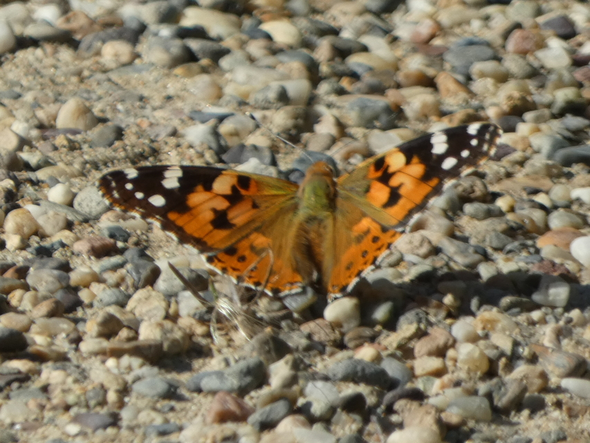 Vanessa cardui - bogáncslepke