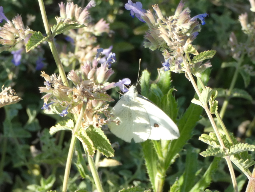 Pieris rapae - répalepke
